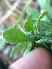 Draba glabella