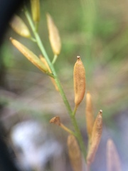 Draba glabella