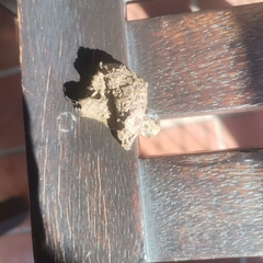 Chlorocebus pygerythrus pygerythrus