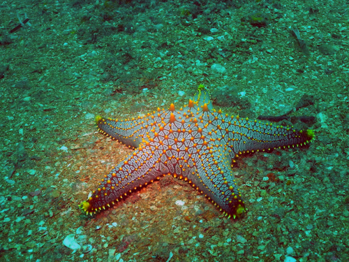 Pentaceraster mammillatus