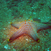 Multicolored Knobbed Sea Star - Photo (c) Ewout Knoester, some rights reserved (CC BY-NC), uploaded by Ewout Knoester