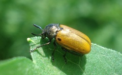 Labidostomis humeralis