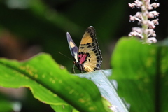 Euphaedra janetta janetta