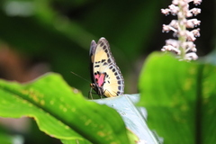 Euphaedra janetta janetta