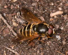 Sericomyia nigra