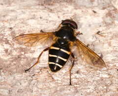 Sericomyia nigra