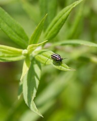 Disonycha pensylvanica