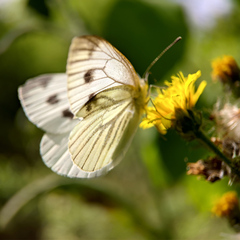 Pieris napi
