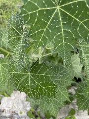 Cnidoscolus angustidens