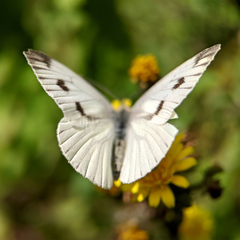 Pieris napi