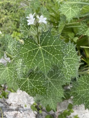 Cnidoscolus angustidens