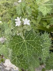Cnidoscolus angustidens