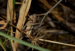 Bucephaloptera bucephala