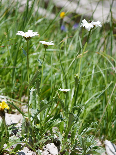 Image of Leucanthemum halleri by (c) Wolfgang Jauch, some rights reserved (CC BY)