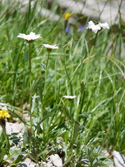 Leucanthemum halleri