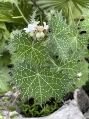 Cnidoscolus angustidens
