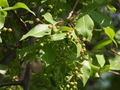 Bursera heteresthes