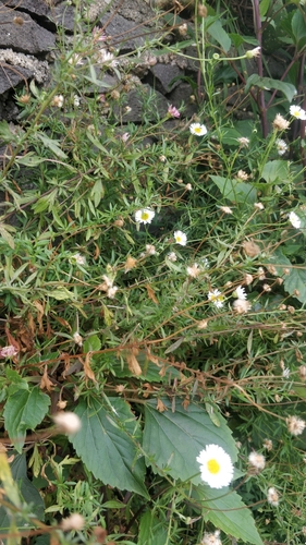 Erigeron image