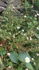 Erigeron karvinskianus image