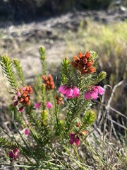 Erica axilliflora