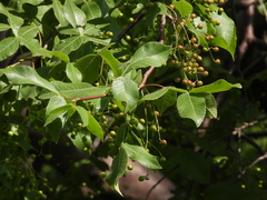Bursera heteresthes