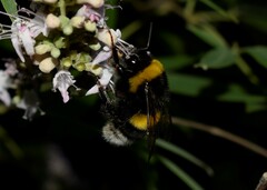 Bombus terrestris dalmatinus