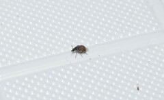 Bruchidius biguttatus