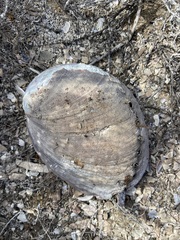 Haliotis cracherodii