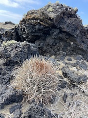 Ferocactus fordii borealis