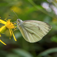Pieris napi