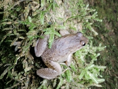 Leptodactylus validus