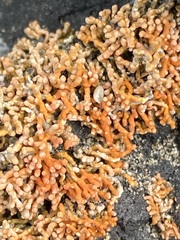 Polycauliona coralloides