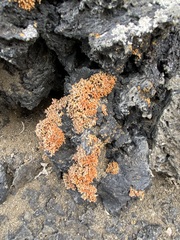 Polycauliona coralloides