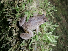 Leptodactylus validus
