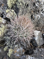 Ferocactus fordii borealis