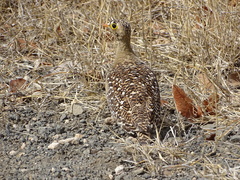 Pterocles bicinctus multicolor