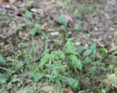 Linum virginianum