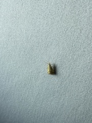 Microtheoris