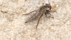 Dysmachus trigonus