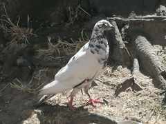 Columba livia domestica