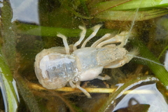 Upogebia pugettensis