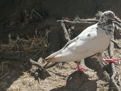 Columba livia domestica