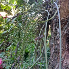 Acanthostachys strobilacea