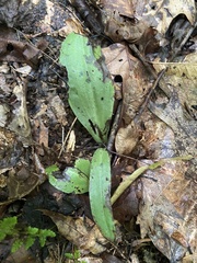 Galearis spectabilis