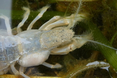 Upogebia pugettensis