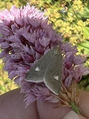 Udea alpinalis