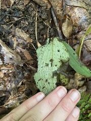 Galearis spectabilis