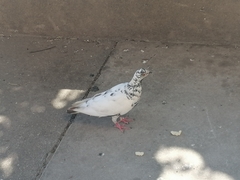 Columba livia domestica