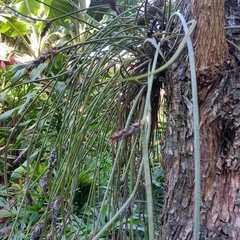 Acanthostachys strobilacea