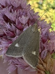 Udea alpinalis